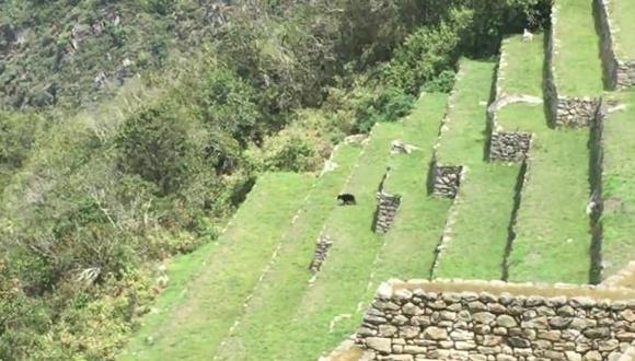 Turistas avistan un oso de anteojos en Machu Picchu [VIDEO]