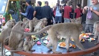 ‘Fiesta de cumpleaños’ celebrada cada año a los monos en Tailandia asombra al mundo