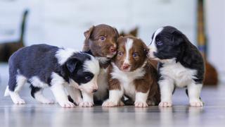 Mascotas: ¿primera noche con un cachorro? Aquí algunos consejos para que sea tranquila y llevadera