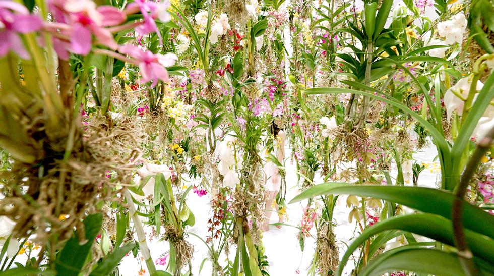Acércate más a la naturaleza al lado de estas flores colgantes | CASA-Y-MAS  | EL COMERCIO PERÚ