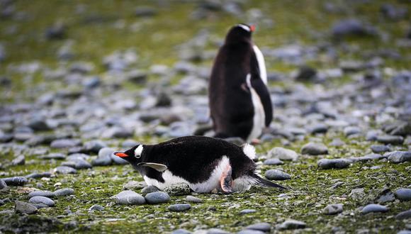 Fotografía de pingüinos el 17 de enero de 2020, en la Isla Rey Jorge, en la Antártida. (EFE/ Federico Anfitti)