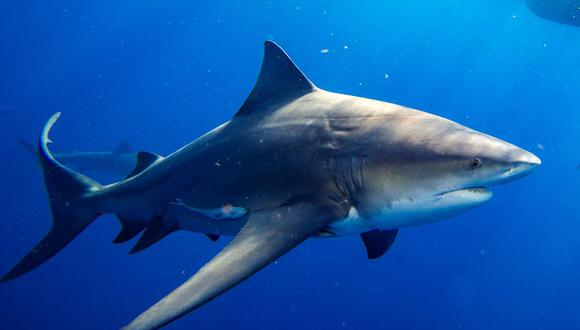 Un tiburón toro en la costa de Júpiter, Florida, el 12 de febrero de 2022.
(Foto referencial, José Prezioso / AFP).