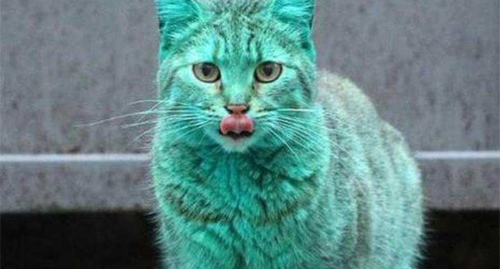 Este gato radiactivo fue descubierto en Bulgaria. (Foto; The Telegraph)