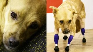 Conoce la historia de Monika, una perrita que volvió a caminar tras colocarle 4 prótesis