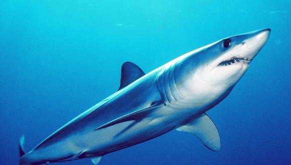 Tiburón mako de aleta corta. Imagen de Mark Conlin/SWFSC Large Pelagics Program a través de Wikimedia Commons.