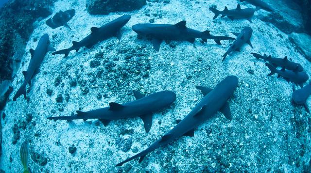 Asombrosos lugares donde los más avezados nadan con tiburones - 5