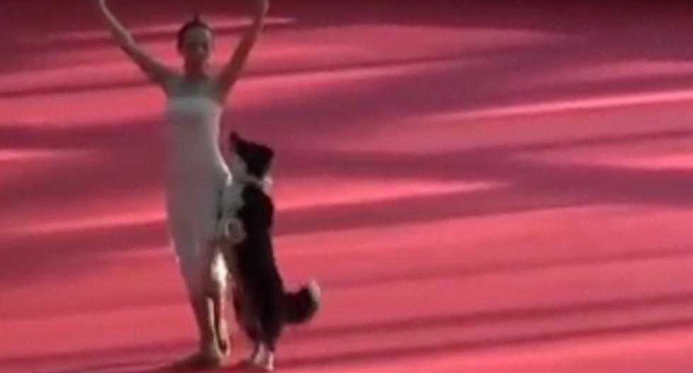 Este video de YouTube en donde el perrito se encarga de hacer un baile de ballet espectacular se ha vuelto viral en las redes sociales. (Foto: captura)