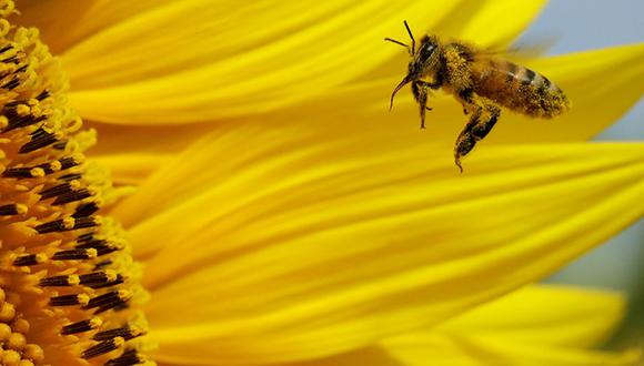 Una abeja recoge polen en un campo de girasoles cerca de Lawrence, Kansas. (AP Images)