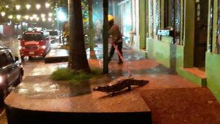 Paraguay: caimanes invaden un centro comercial al desbordarse el lago donde viven 