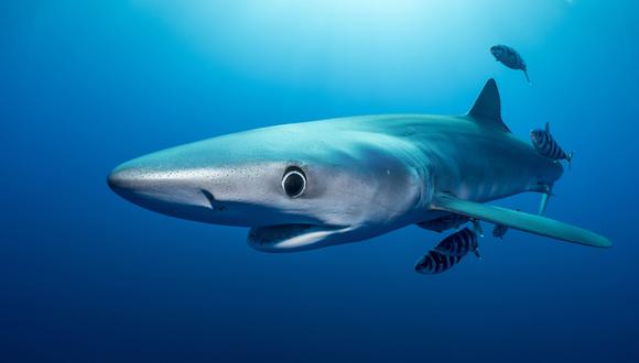 El tiburón azul está por todos los mares y océanos del mundo de aguas frías. Foto: Shutterstock