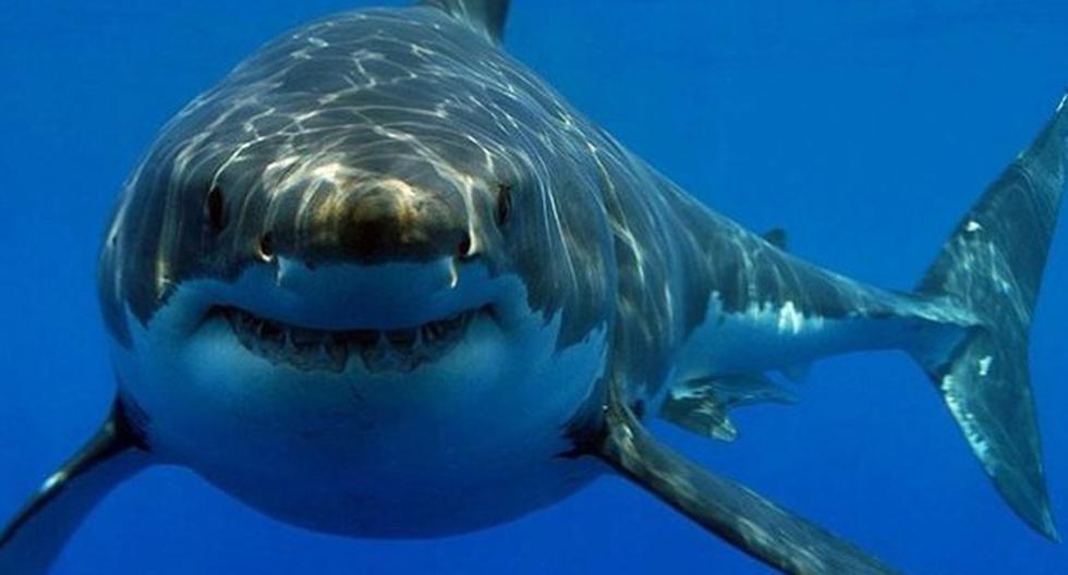 Los tiburones sí tienen personalidad. (Foto: Cuantovive.org)