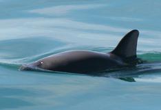 Vaquita marina, la especie en peligro de extinción que moviliza al mundo