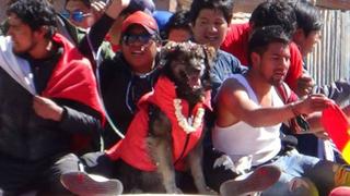 Petardo, el perro que acompañó las protestas en Bolivia