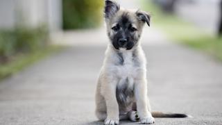 Arca de Noé: Estas mascotas necesitan tu ayuda