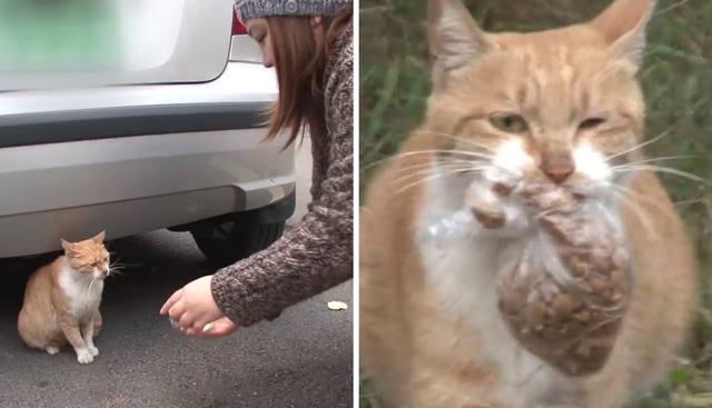 Dongsuk, la gata callejera que solo aceptaba comida "para llevar" por una conmovedora razón. (Crédito: SBS TV Corea del Sur en YouTube)