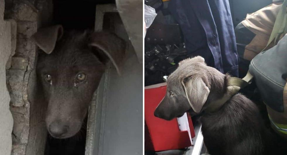 El animal en aprietos pudo ser liberado gracias a la rápida acción de las autoridades. (Foto: @PaulaCCasasR/@TransMilenio en Twitter)