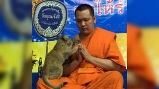 Gato vs rezos: un felino pone a prueba paciencia de un monje budista en Tailandia 