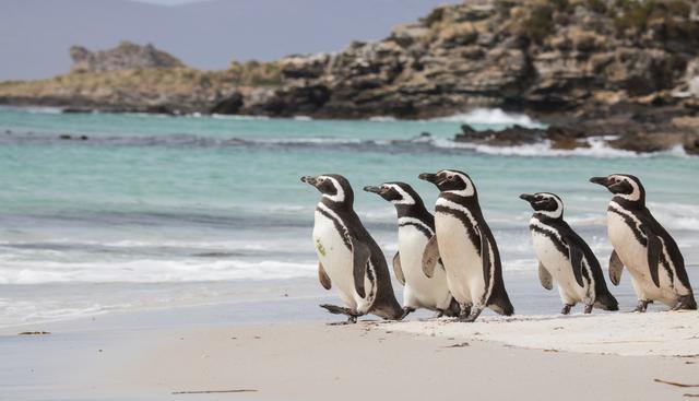 Los pingüinos de Magallanes anidan en este territorio de ultramar.   Foto: Shutterstock.
