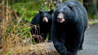 Los osos negros están resurgiendo en EE.UU.