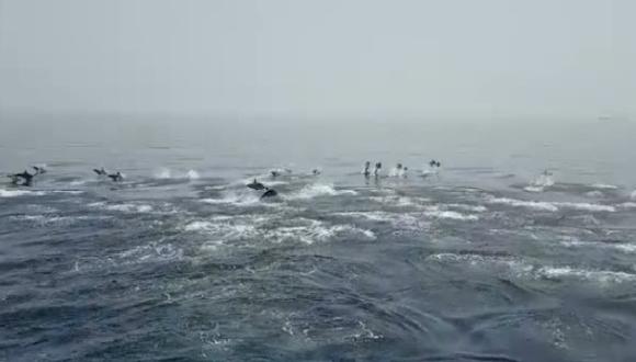 Es más común que los marinos se topen con pequeños grupos de delfines a que lo hagan con toda la manada. (Foto: Facebook)