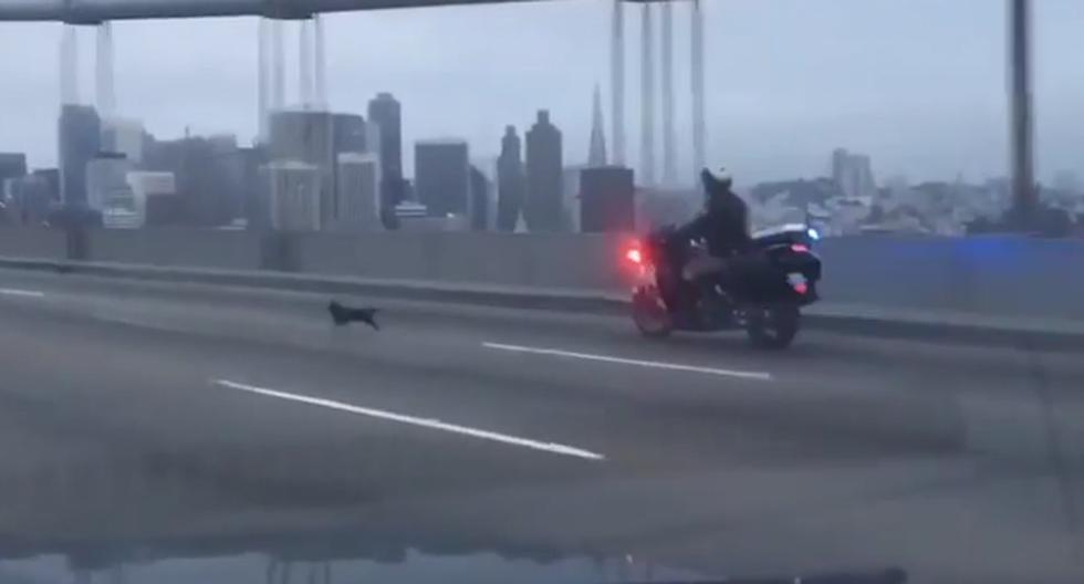 Este video de YouTube nos demostrará que los perros Chihuahuas también pueden ser perseguidos por la policía de manera divertida. (Foto: captura)
