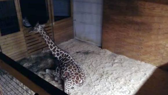 Zoológico es cuestionado por emitir en vivo parto de jirafa