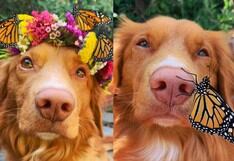 Perro se hace amigo de todas las mariposas que viven en su jardín