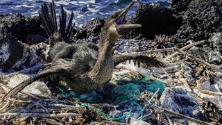 Un monstruo creado por el hombre amenaza la vida en Galápagos