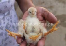 Piura: ¡Insólito! Pollo de cuatro patas causa sorpresa en La Unión