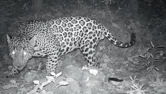 Jaguar captado en la Sierra de Quila. Foto: cortesía Efrén Moreno Arzate