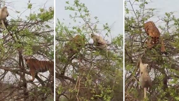 Un tigre intentó atrapar a un mono en lo alto de un árbol y sufrió las terribles consecuencias de sus actos. (Foto: Caters Clips en YouTube)