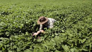 56,1% de productores peruanos no aplica ningún fertilizante, indica Cenagro