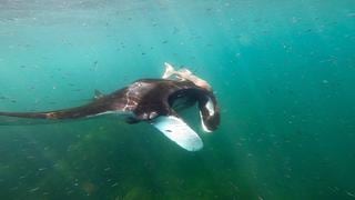 México: ciencia y participación social para proteger a las gigantes de Bahía de Banderas