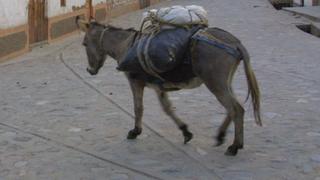 Jaén: agricultor murió tras ser aplastado por su propia mula