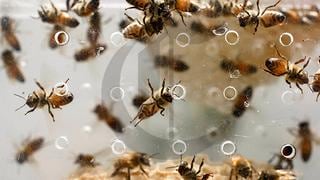 Perú: otros casos de ataques de abejas