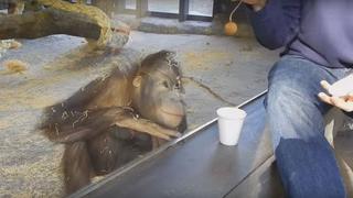 Este orangután no aguantó la risa por "acto de magia" [VIDEO]