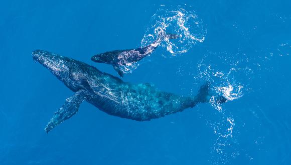 Los meses perfectos para conocer a estos enormes mamíferos va de julio hasta fines de octubre. (Foto: Shutterstock)