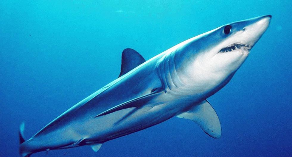 Los tiburones mako, los peces guitarra, tiburón raya y algunos pepinos de mar tendrán restricciones para el comercio internacional. (Foto: Mark Collin/Oceana)