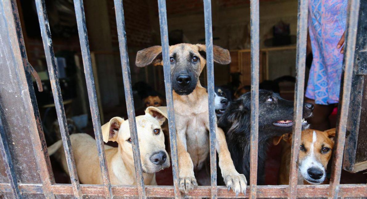 Los animales del albergue fueron rescatados de las calles, en donde padecían hambre y enfermedades. (Foto: Hugo Curotto)