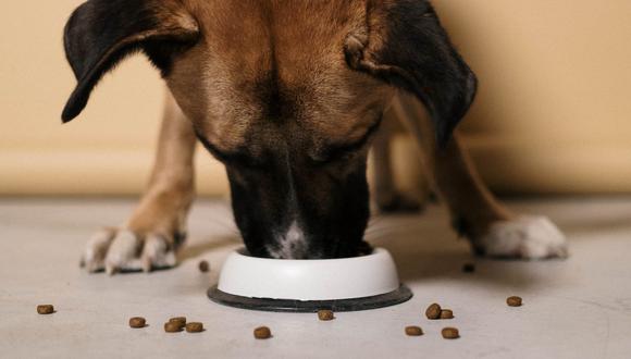 lazo interrumpir Sedante Trucos caseros para desinfectar correctamente los platos de comida y agua  de mi perro | Remedios | Hacks | Mascotas | nnda | nnni | RESPUESTAS | MAG.