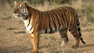 Científicos alertan de virtual extinción del tigre de Amoy