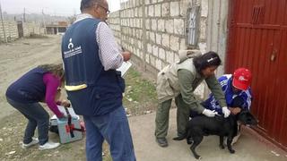 Unos 170.000 perros serán vacunados gratuitamente en Arequipa