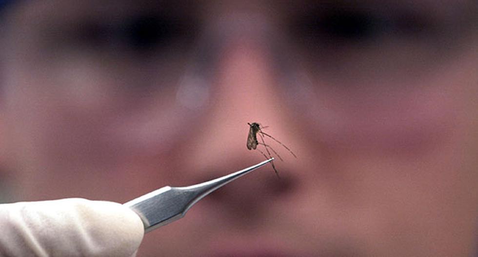 Diagnosticadas dos mujeres sudamericanas con virus Zika en España. (Foto: Getty Images)