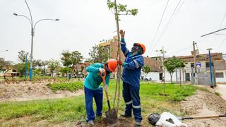 Comas: más de 1.000 árboles son plantados por obras de ampliación del Metropolitano