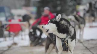 Más de 500 perros y 80 personas participan en una carrera de trineos en República Checa