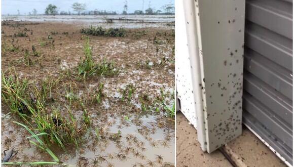 Arañas y serpientes están invadiendo hogares para protegerse de las inundaciones en Australia. (Foto: @MG__214 / Guardian Australia)