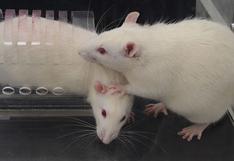 Científicos prueban que las ratas tienen oído musical