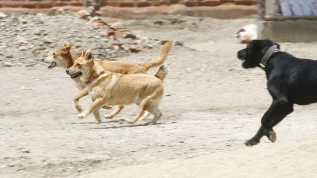 Ayacucho: municipio de Lucanamarca planeaba eliminar perros  - 1
