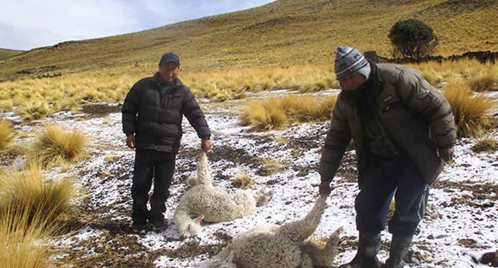 Heladas han causado el deceso de miles de cabezas de alpaca en la región Arequipa. (Foto: Agencia Andina)