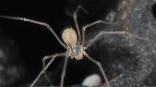 Las habitantes de cuevas: tres especies de arañas son descubiertas en islas Galápagos